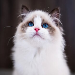 Дзен Мой любимый котёнок статистика