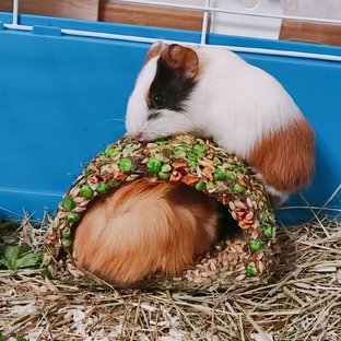 Статистика Дзен Пинки Лайв Pets