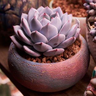 Статистика Дзен Endeva Succulents