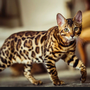 Статистика Дзен Мурка 🐈‍⬛
