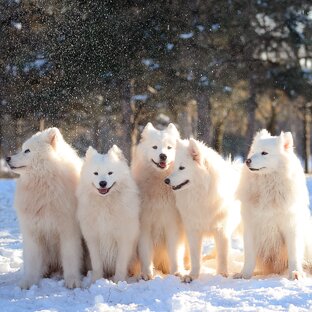 Статистика Дзен Ulybka_amazonki Самоеды, влчак и малинуа 🐕🐕🐕