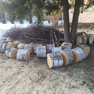 Статистика Дзен Спил деревьев 🌳 Компания Альтернатива