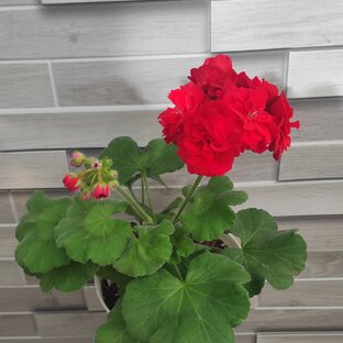 Статистика Дзен Растим с Любовью 🌺