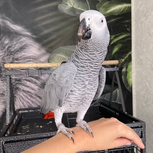 Статистика Дзен Жако Маргоша и Волнистик Гоша 🦜