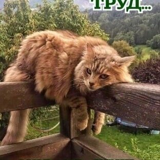 Статистика Дзен Ароидные заросли