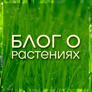 Статистика Дзен Растения вокруг нас