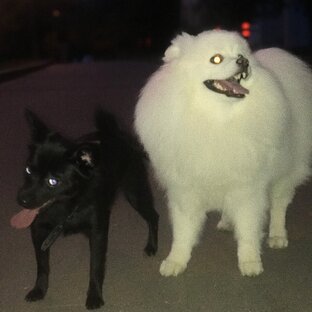 Статистика Дзен Life of two dogs