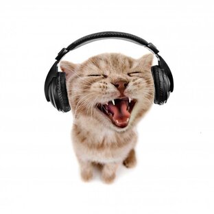 Мем с котом в наушниках