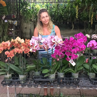 Статистика Дзен Наталья Королёва Orchids Queen