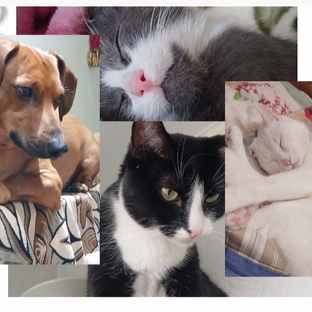 Статистика Дзен ЛИСА my pets 🦊💗