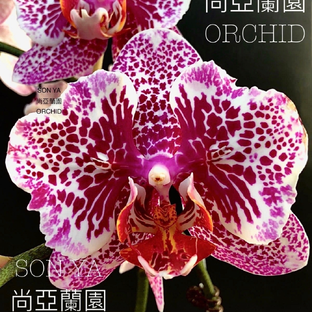  Мои любимые орхидейки (My Beloved Orchids)