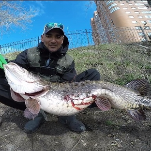 Статистика Дзен NEK FiSh 