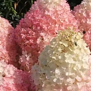 Статистика Дзен В саду у Тамары🌺