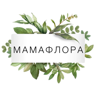 Дзен МАМАФЛОРА статистика
