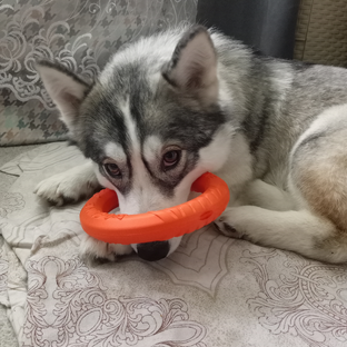Статистика Дзен Умка и ее друзья🐶