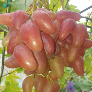 Дзен Виноград Крым, Бахчисарай статистика