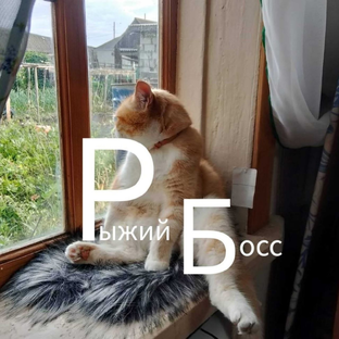 Статистика Дзен 🐾Рыжий Босс 🐾