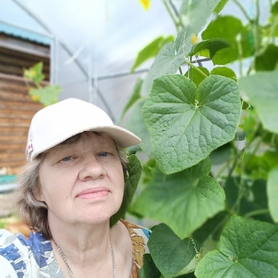 Статистика Дзен Дачные будни и не только