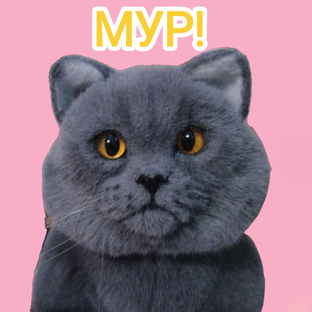 Статистика Дзен Мур! Милки 🩷🐾
