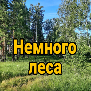 Статистика Дзен Немного Леса