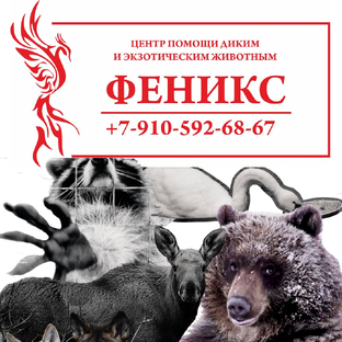 Статистика Дзен Феникс Дикие Животные