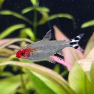 Статистика Дзен AquaDoza