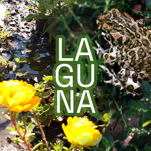 Статистика Дзен Laguna