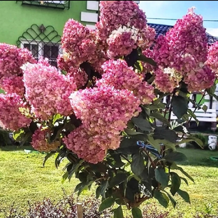 Дзен наташинИсерёжинСАД статистика