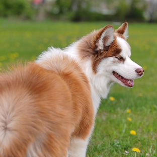 Статистика Дзен Питомник собак Solar Dog
