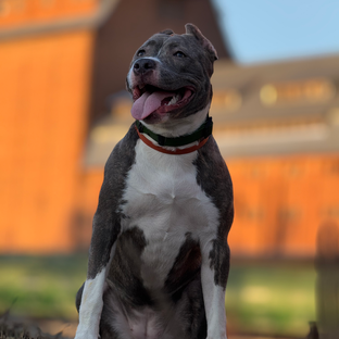 Статистика Дзен Amstaff Mira