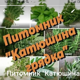 Статистика Дзен Семейный питомник "Катюшина грядка"