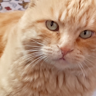 Дзен , Кот😻 статистика