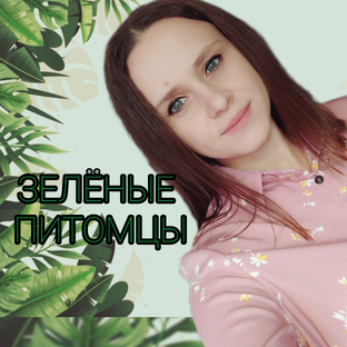 Статистика Дзен Зелёные питомцы