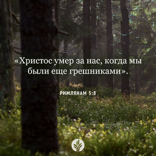 Дзен Тимур статистика