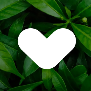 Статистика Дзен WINTERGREEN | Gutenberg | Prospero