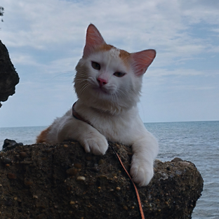 Дзен kartashov_travel статистика