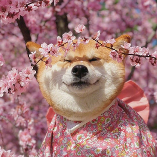 Статистика Дзен 🌷𝑆𝑖𝑏𝑎𝑆𝑡𝑜𝑟🌷