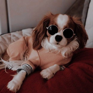 Статистика Дзен Собака Марта🐾