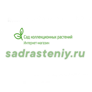 Дзен Сад коллекционных растений статистика