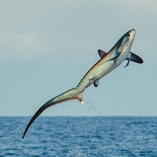 Дзен Лисья Акула статистика