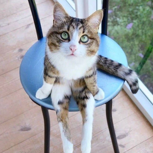 Статистика Дзен Котэ-Котэ