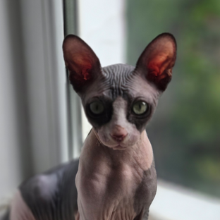 Статистика Дзен Stitch Shults