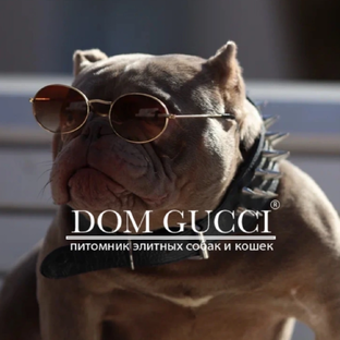 Статистика Дзен DOM GUCCI | Американский булли | Питомник