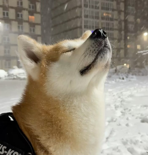 Статистика Дзен {~Akita-inu<3⁷⁹³🤍🎧~}