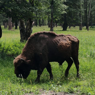 Статистика Дзен ТёмаZoo 