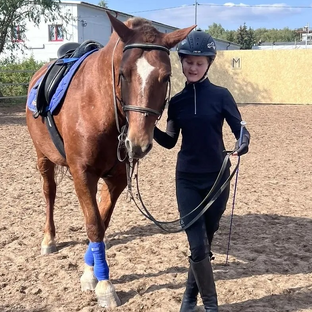 Статистика Дзен I love horse 