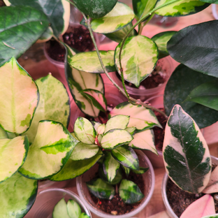 Дзен Выращиваю цветы с любовью статистика