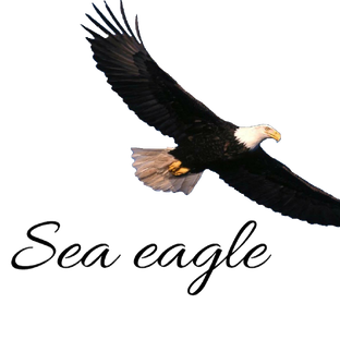 Статистика Дзен Северный Кипр с Натальей Латыповой | Sea Eagle