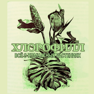 Дзен Хлорофилл (Всё о комнатных растениях)  статистика