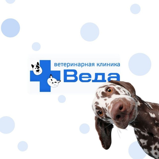 Статистика Дзен Сеть ветеринарных клиник "Веда" в Москве